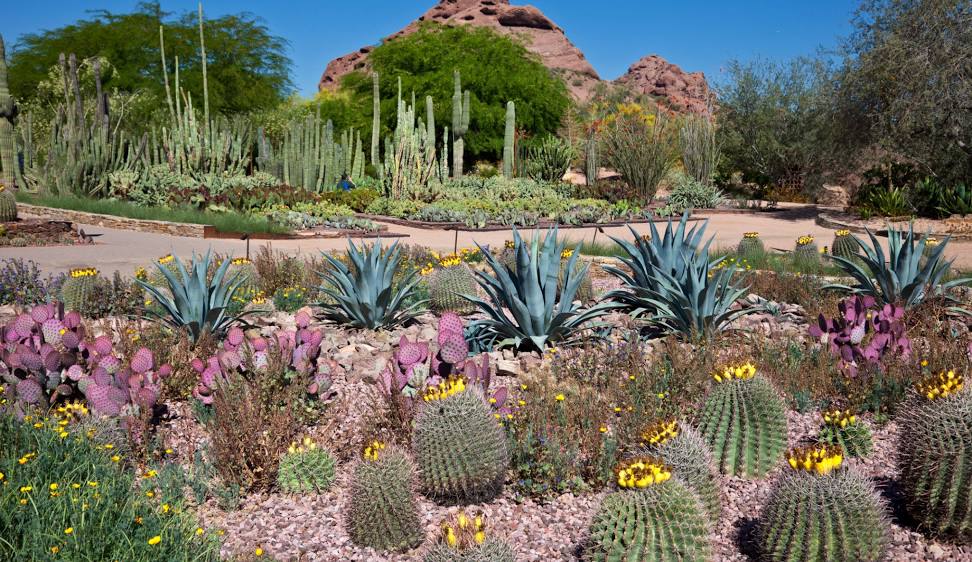 Desert Botanical Garden